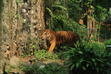 Wall Mural - tiger in the jungle