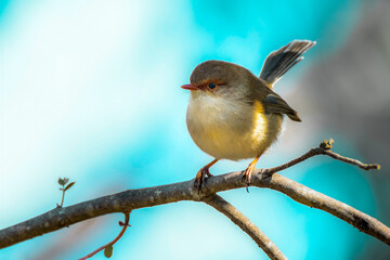 robin on branch , bird on a branch