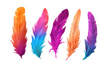 Set Vector Illustration Of Bright Color Feather Of Tropical Bird Isolated On White Background