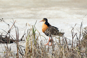 Wall Mural - Philomachus pugnax. Male Ruff in spring in breeding plumage in the north of Russia