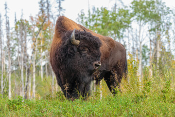 Wall Mural - wood bison (bison bison athabascae) bull in forest