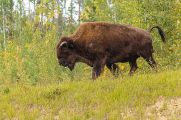 Wall Mural - wood bison (bison bison athabascae) cow walking on grass in forest