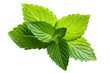 fresh mint leaves transparent background
