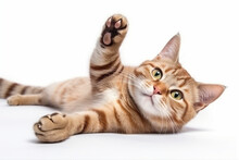 A Cute Cat Is Lying Down On A White Background