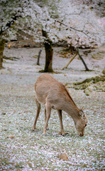 Wall Mural - Deer enjoying Nara Park during cherry blossom