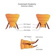 Cockroach anatomy, abdomen parts. Biological illustration. Labelled diagram of cockroach.