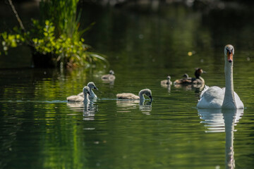 Poster - Swan