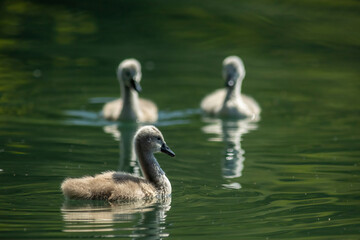 Poster - Swan