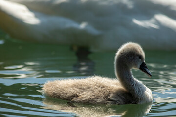 Wall Mural - Swan