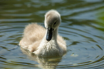 Wall Mural - Swan