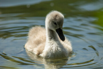 Wall Mural - Swan