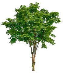 Poster - transparent PNG tree removed original background