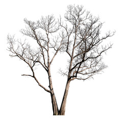 Poster - transparent PNG death tree removed original background