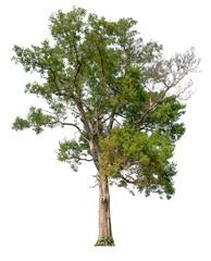 Wall Mural - transparent PNG tree removed original background