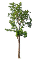Poster - transparent PNG tree removed original background