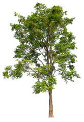 Poster - transparent PNG tree removed original background