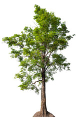 Poster - transparent PNG tree removed original background