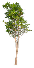 Poster - transparent PNG tree removed original background