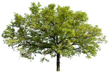 Poster - transparent PNG tree removed original background