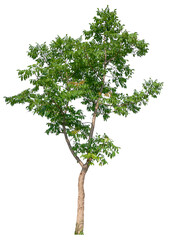 Poster - transparent PNG tree removed original background