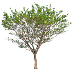 Poster - transparent PNG tree removed original background