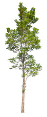 Poster - transparent PNG tree removed original background