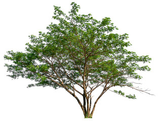 Poster - transparent PNG tree removed original background