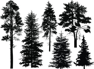 Wall Mural - fir six silhouettes isolated on white