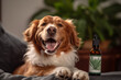 cbd marijuana oil for dogs pet treatment generative ai