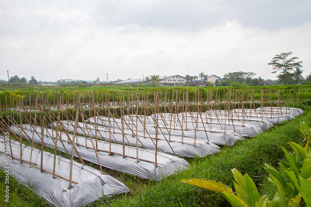 Plastic covered - Agriculture. Plantation on rural area. The use of ...