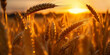 Wheat field. Ears of golden wheat close up. Beautiful nature sunset landscape.