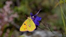 Orange Sulphur Butterfly (Colias Eurytheme) On Purple Flower 
Close Up Slow Motion From Nepal,2023

