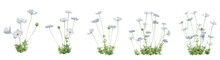 Set Of White Poppy Anemone Flowers With Isolated On Transparent Background. PNG File, 3D Rendering Illustration, Clip Art And Cut Out
