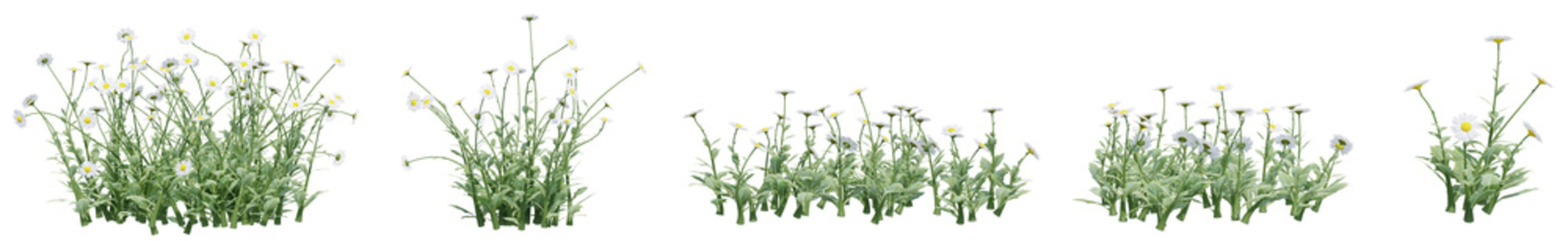 Set of Leucanthemum vulgare flowers with isolated on transparent background. PNG file, 3D rendering illustration, Clip art and cut out