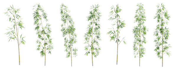 Set of bamboo trees with isolated on transparent background. PNG file, 3D rendering illustration, Clip art and cut out