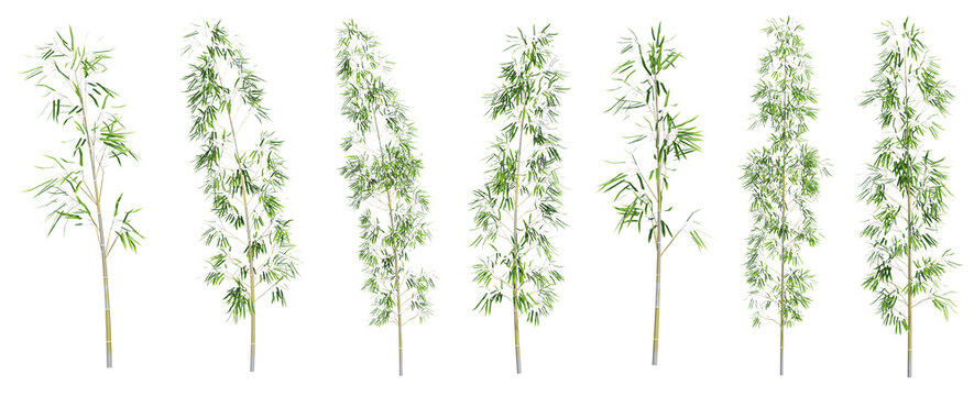 Set of bamboo trees with isolated on transparent background. PNG file, 3D rendering illustration, Clip art and cut out