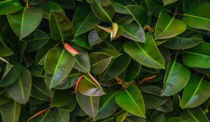 A close up photo of Selective focus green leaves of rubber fig on the tree, Ficus elastica is a species of flowering plant in the family Moraceae, Nature background.