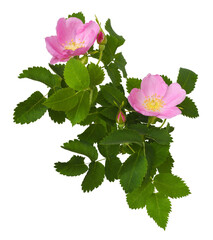 Wall Mural - branch of wild rose flowers, buds and leaves isolated on white or transparent background