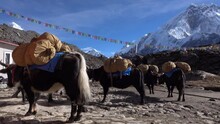 Group Of Yaks Waiting With Load And Bags Outside Hut 
Lhotse Himalayan Mountain In Background And Clear Blue Sky
