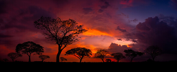 Wall Mural - Panorama silhouette tree in africa with sunset.Tree silhouetted against setting sun.Dark tree on open field dramatic sunrise.Typical african national park sunset with acacia trees in Masai Mara,Kenya.