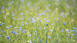 Fototapeta Natura - Impressionen einer sommerlichen Wiese, Sommerwiese, Blumenwiese mit vielen blauen Blumen, Kornblumen, Glockenblume, Centaurea cyanus. Selektive Schärfe liegt auf einzelnen Kornblumen