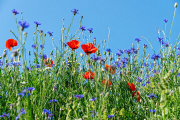 Canvas Print - Red poppies and blue cornflowers. Blooming Pentecost field