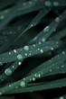 Raindrop dew on dark green leaves