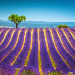 Wall Mural - Single tree and lavender rows on the slope, Provence, France