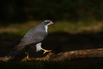 Poster - Northern goshawk (accipiter gentilis) searching for food in the forest of Noord Brabant in the Netherlands with a black background       