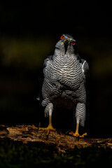 Poster - Northern goshawk (accipiter gentilis) searching for food in the forest of Noord Brabant in the Netherlands with a black background       