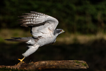 Poster - Northern goshawk (accipiter gentilis) searching for food in the forest of Noord Brabant in the Netherlands with a black background       