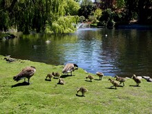 Canadian Geese Family, Parents With Goslings At The Lake Shore In Beacon Hill Park, Victoria BC