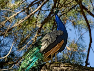 Male peacock up in the sequoia branches in Beacon Hill park, Victoria BC