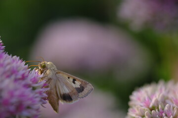 Wall Mural - Butterfly and a clover flower in the shade.